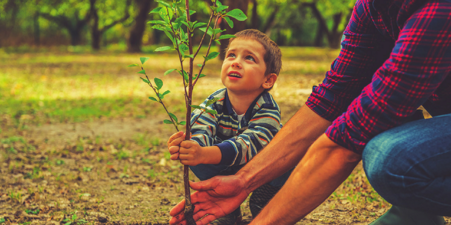 Boy and father plant tree